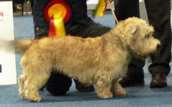 Irish Glen of Imaal Terrier Jake-aus-Berlin.de