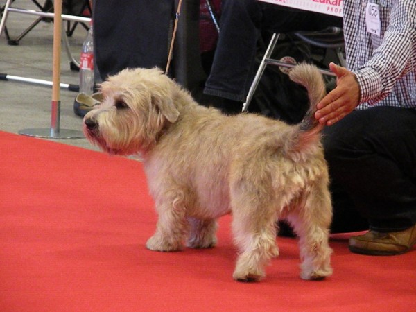 Irish Glen of Imaal Terrier Jake-aus-Berlin.de Irish Glen of Imaal Terrier Jake-aus-Berlin.de