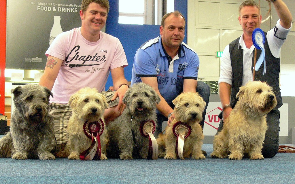 Irish Glen of Imaal Terrier Jake-aus-Berlin.de