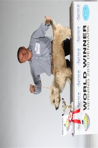 Irish Glen of Imaal Terrier Jake-aus-Berlin.de