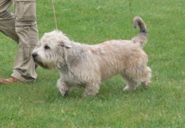 Irish Glen of Imaal Terrier Jake-aus-Berlin.de