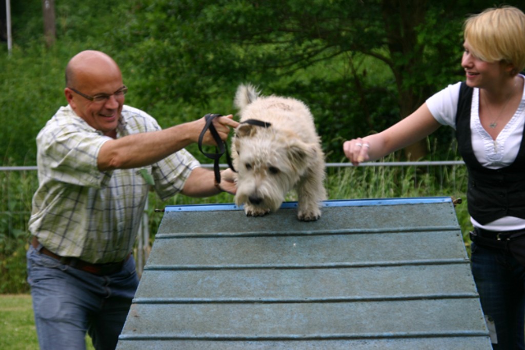 Irish Glen of Imaal Terrier Jake-aus-Berlin.de