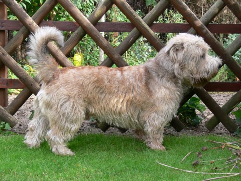 Irish Glen of Imaal Terrier Jake-aus-Berlin.de Irish Glen of Imaal Terrier Jake-aus-Berlin.de