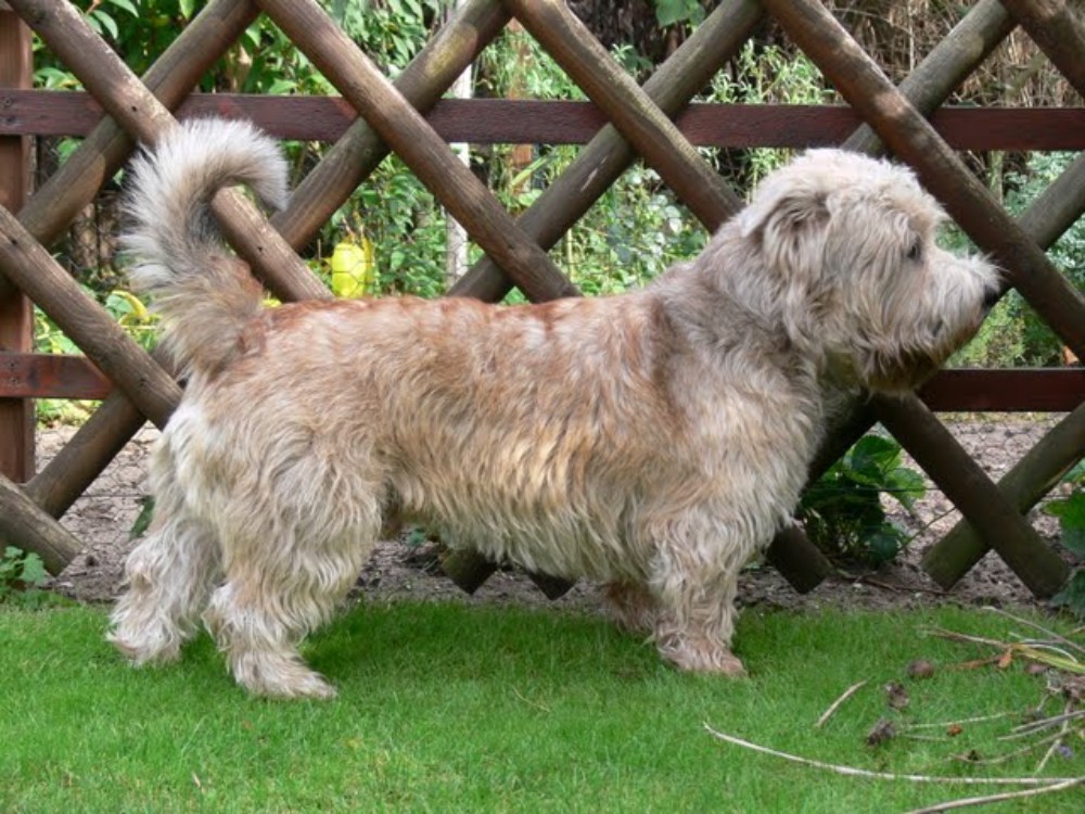 Irish Glen of Imaal Terrier Jake-aus-Berlin.de