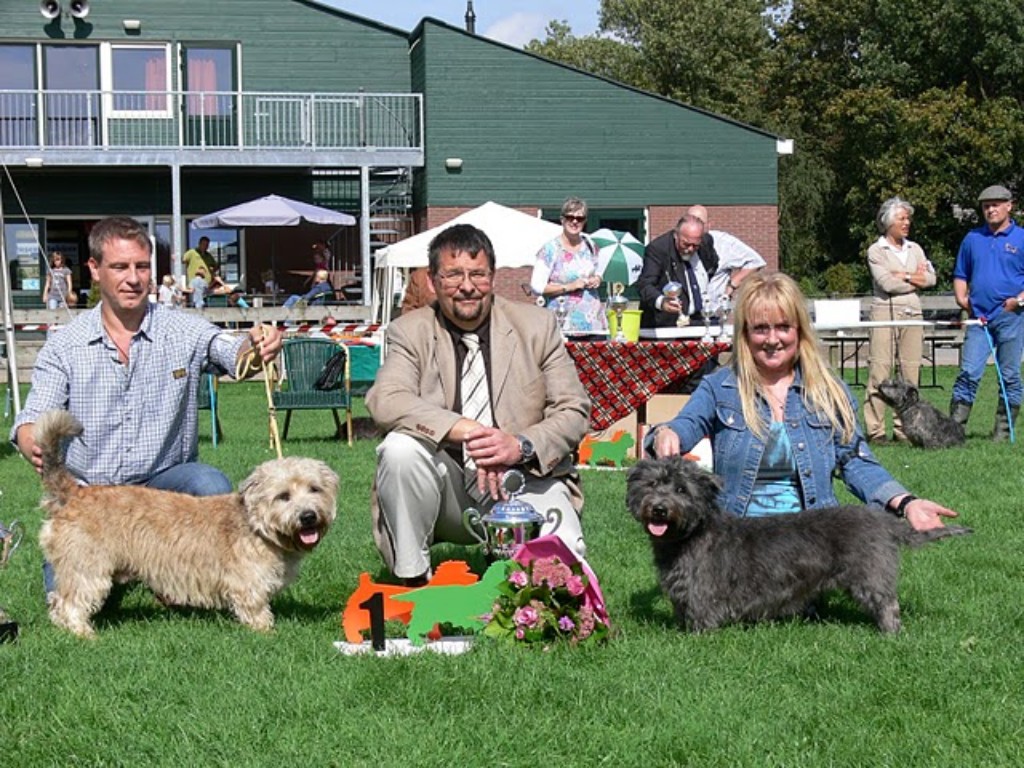 Irish Glen of Imaal Terrier Jake-aus-Berlin.de