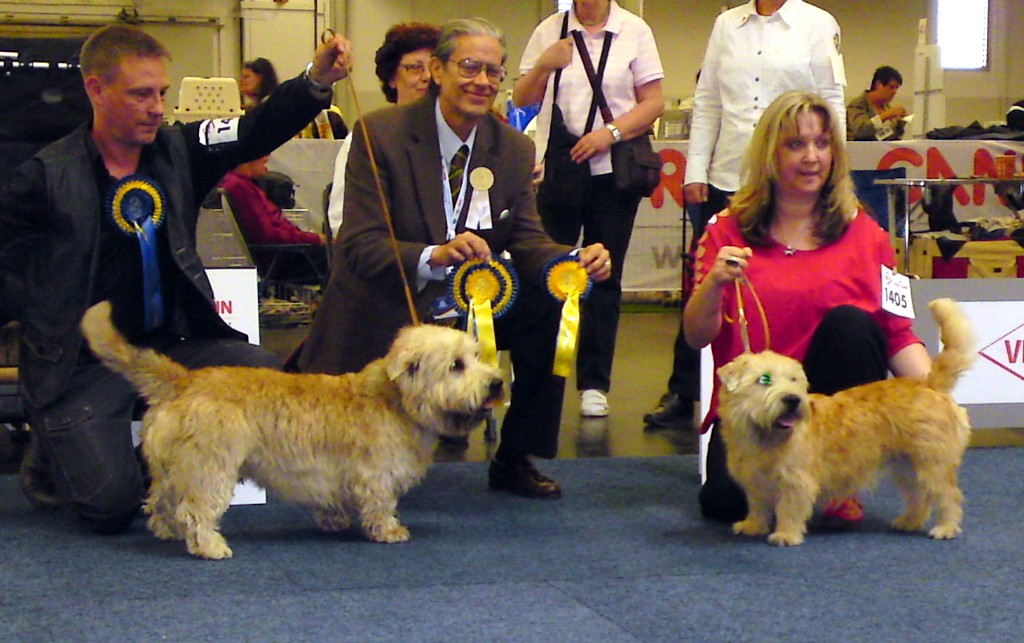 Irish Glen of Imaal Terrier Jake-aus-Berlin.de