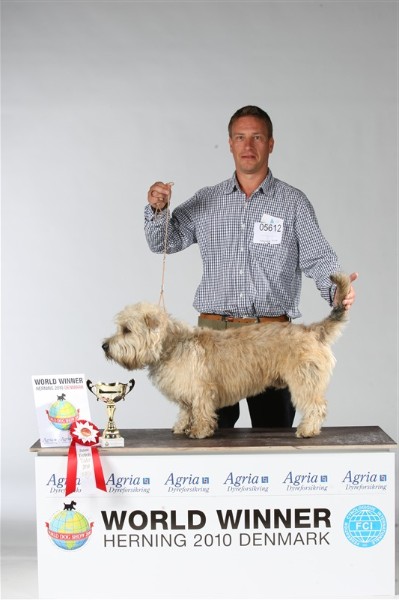 Irish Glen of Imaal Terrier Jake-aus-Berlin.de