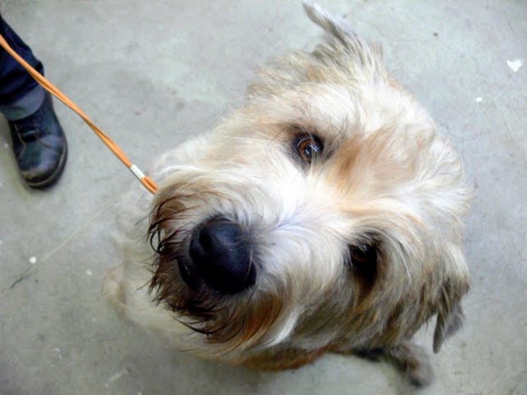 Irish Glen of Imaal Terrier Jake-aus-Berlin.de