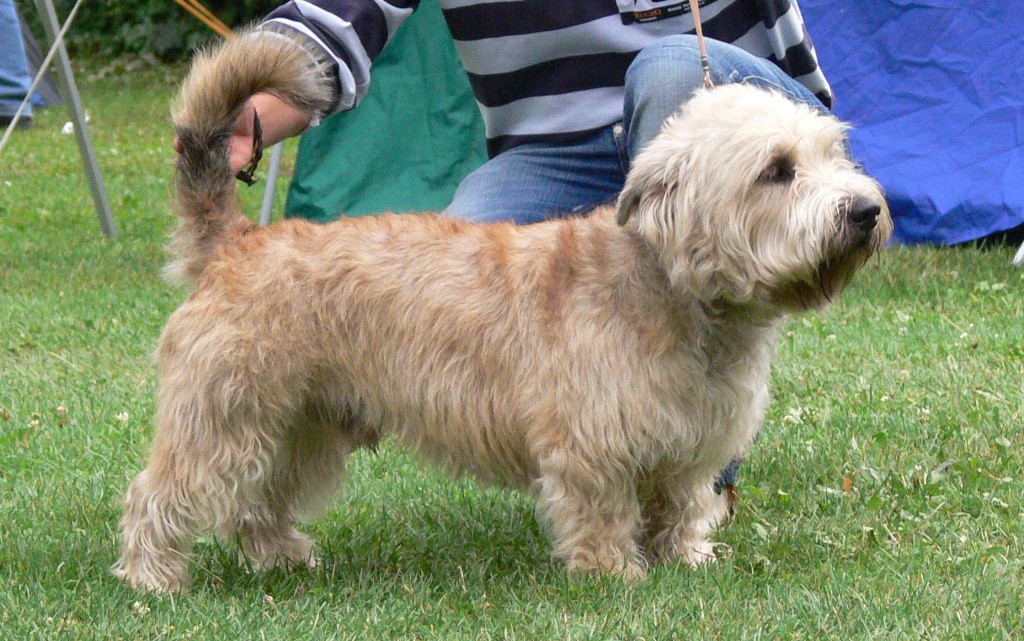 Irish Glen of Imaal Terrier Jake-aus-Berlin.de Irish Glen of Imaal Terrier Jake-aus-Berlin.de