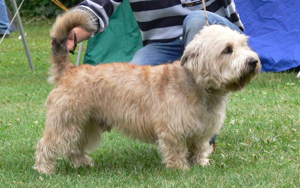 Irish Glen of Imaal Terrier Jake-aus-Berlin.de