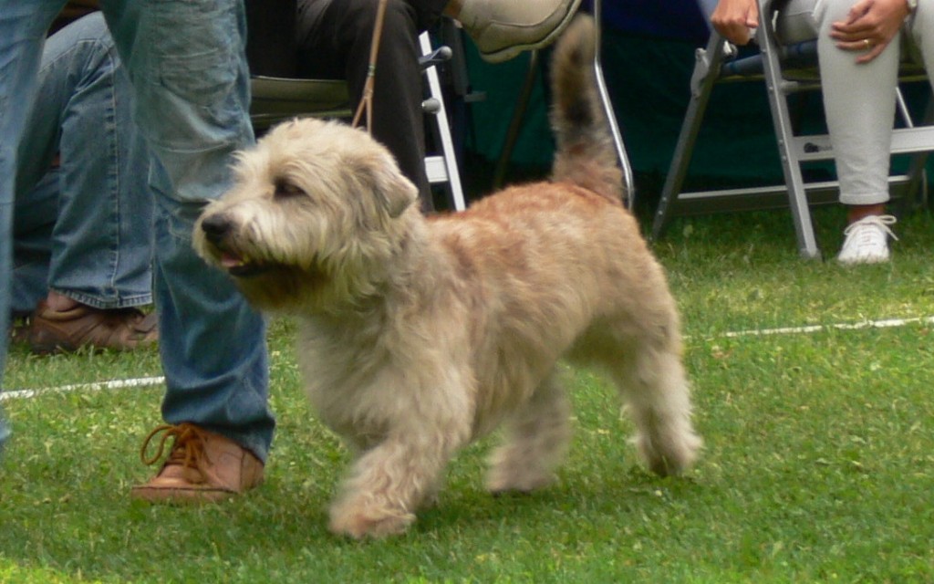 Irish Glen of Imaal Terrier Jake-aus-Berlin.de