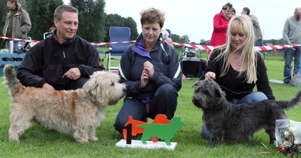 Irish Glen of Imaal Terrier Jake-aus-Berlin.de Irish Glen of Imaal Terrier Jake-aus-Berlin.de