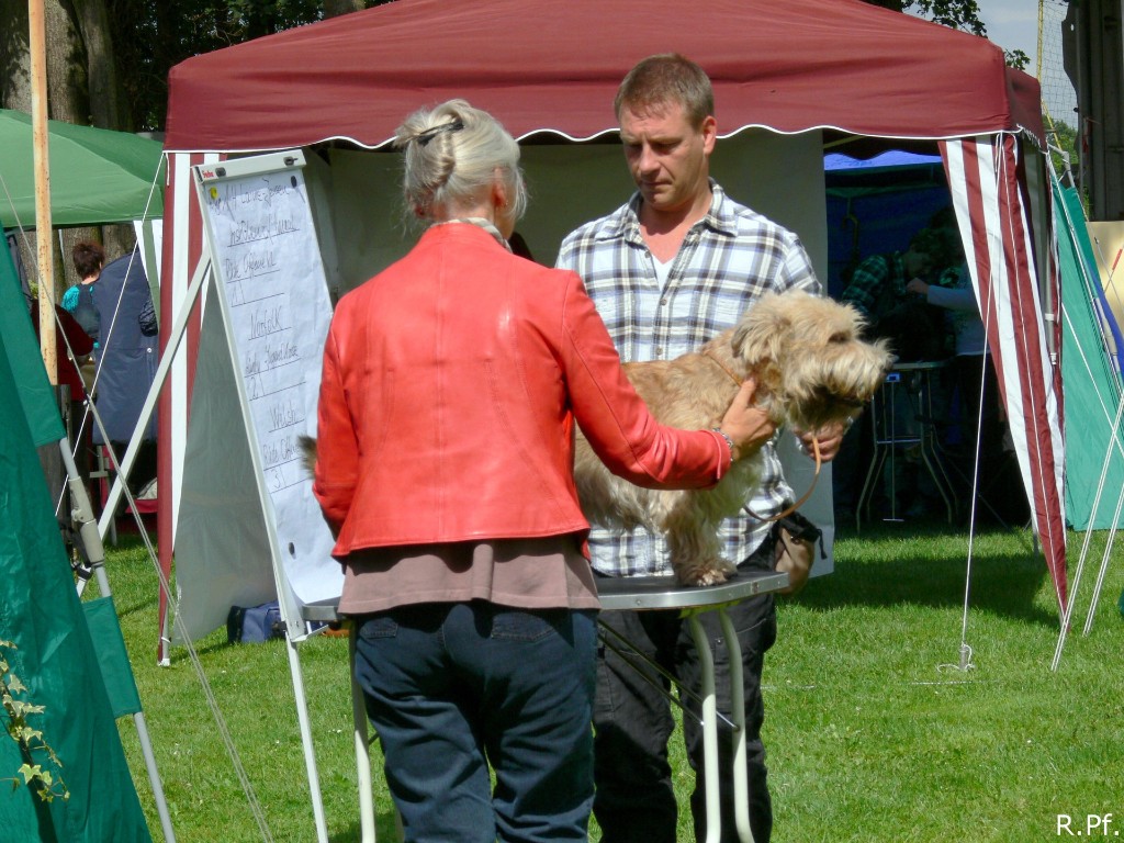 Irish Glen of Imaal Terrier Jake-aus-Berlin.de