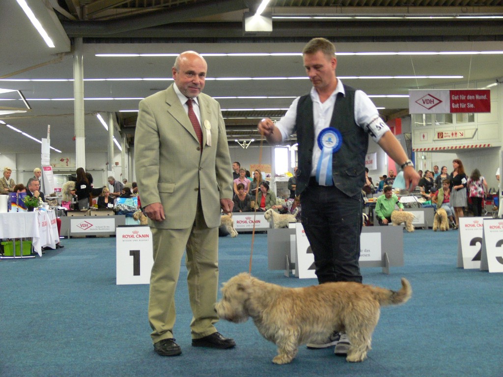 Irish Glen of Imaal Terrier Jake-aus-Berlin.de